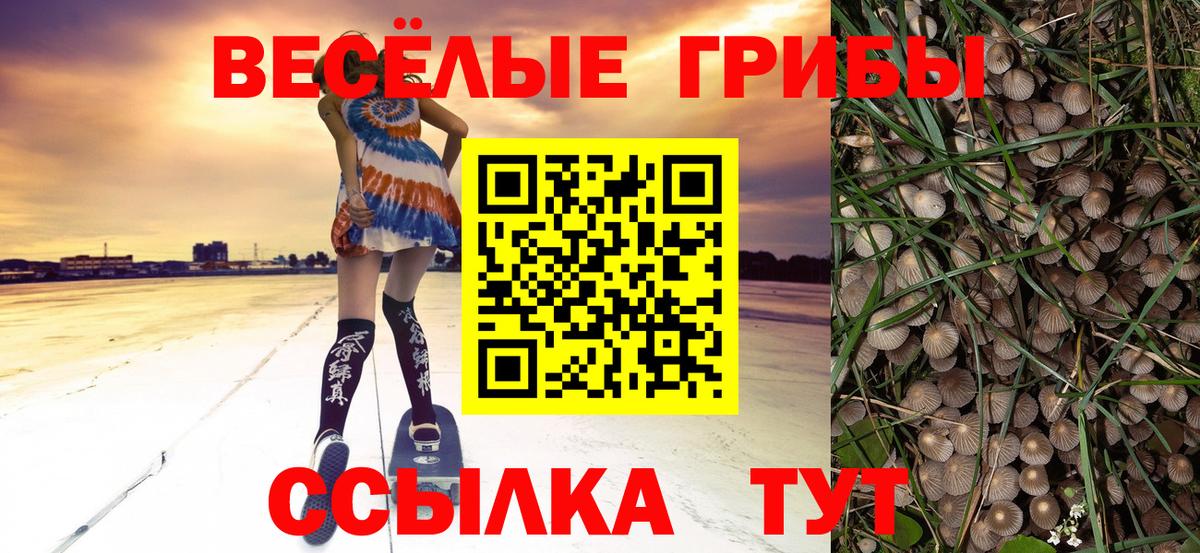 Псилоцибиновые грибы Psilocybine cubensis Химки